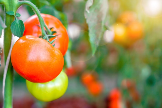 Grüne Tomate der Nahaufnahme hängt am Zweig mit Sonne und Blendenfleck auf verschwommenem Hintergrund.