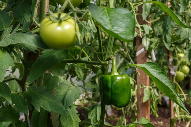 Grüne Tomate und grüne Paprika hängen an einem Ast in einem Gewächshaus