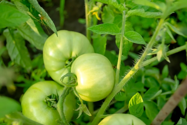 Grüne Tomaten am Strauch Große grüne Tomaten wachsen im Garten Anbau von Tomatenkulturen Mehrere große Tomaten reifen am Strauch