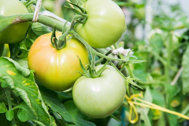 Grüne Tomaten am Zweig reifen im Gewächshaussommer