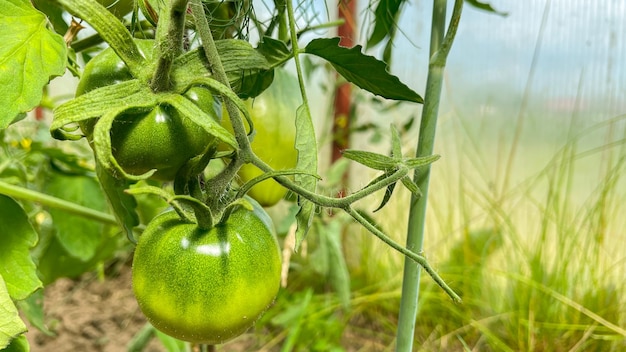 Grüne Tomaten auf Büschen im Gewächshaus