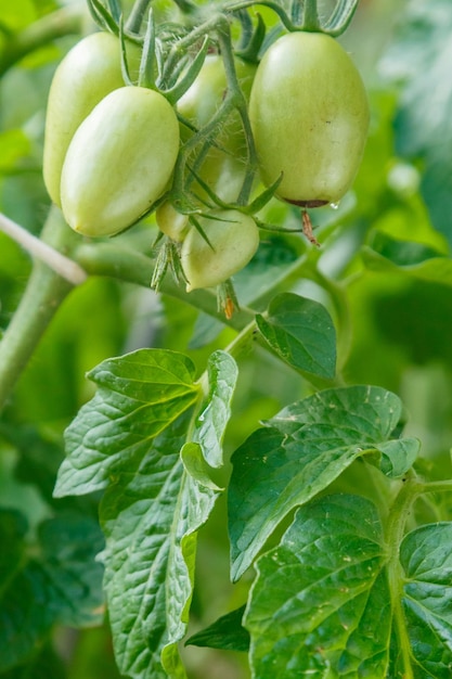 Grüne Tomaten auf einem Busch werden in den offenen Boden der Sonne gegossen