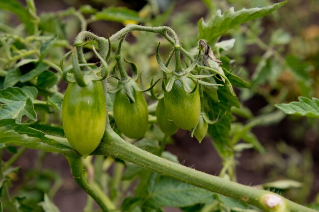 Grüne Tomaten auf einem Zweig im Garten.