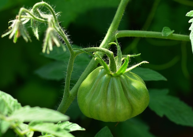 Grüne Tomaten auf Tomatenbaum