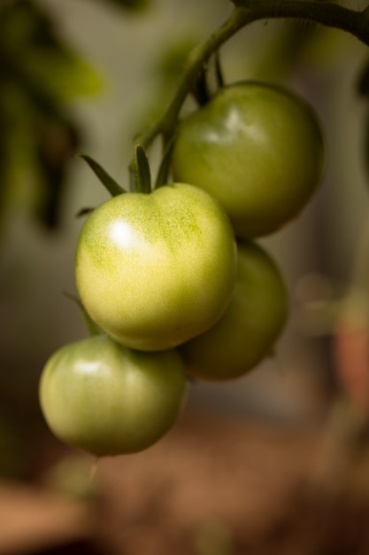 grüne Tomaten auf Zweig der Pflanze im Garten vertikaler Schuss