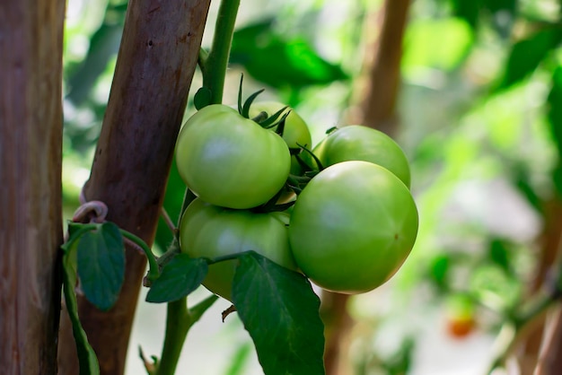 Grüne Tomaten im Gewächshaus auf einem Ast