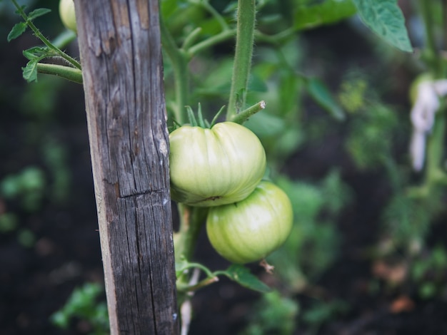 Grüne Tomaten im Gewächshaus