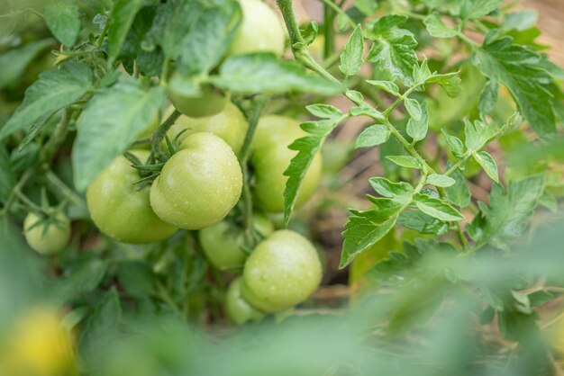 Grüne Tomaten wachsen im Sommer in einem Gemüsegarten