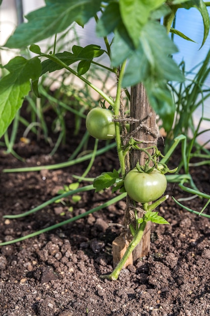 Grüne Tomaten