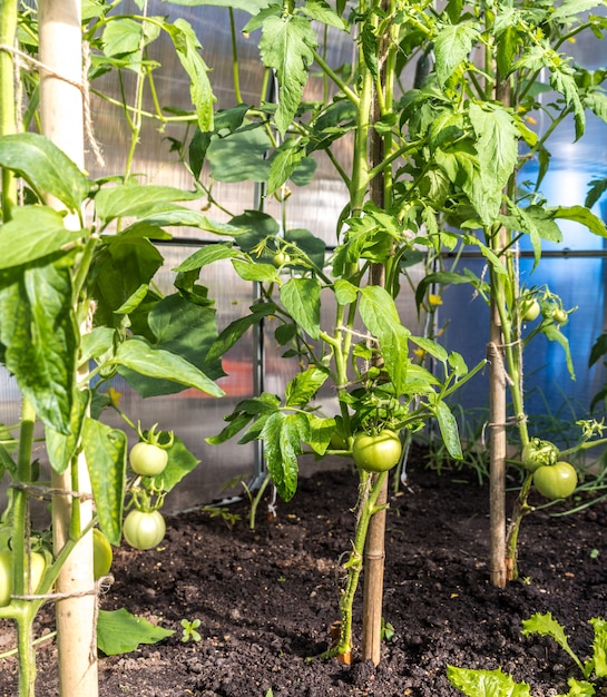 Grüne Tomaten