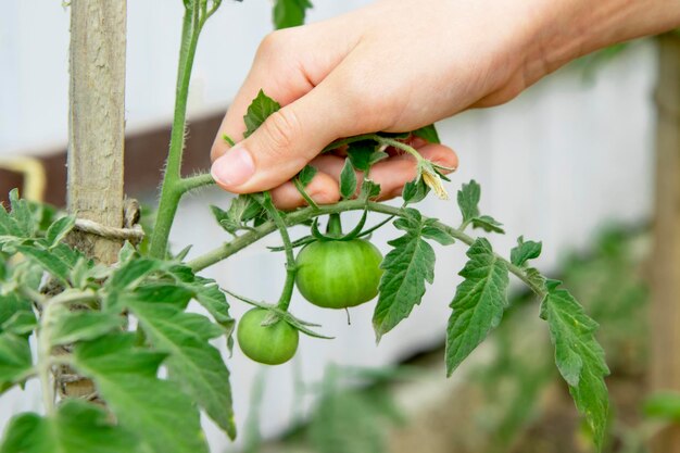 Grüne Tomaten