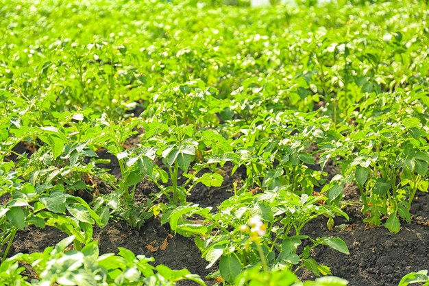 Grüne Tomatenbüsche im Garten