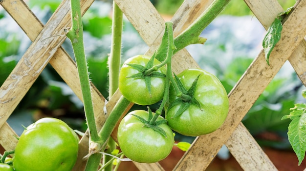 Grüne Tomatenpflanze in einem Gemüsegarten.