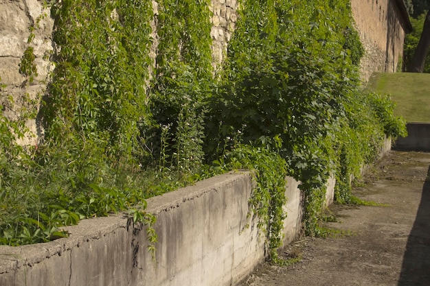 Grüne Trauben auf einer Steinmauer