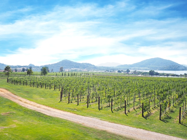 grüne Trauben Hof Panorama Landschaft.