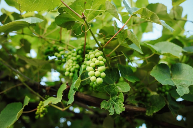 Grüne Trauben im Weinberg