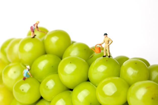 Grüne Trauben mit Miniaturbauern auf Weiß lokalisiert
