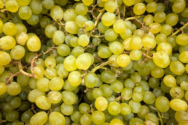 Grüne Trauben schließen oben, Hintergrund. Im Laden angebaute frische Rebsorte. Trauben geeignet für Saft, Strudel, Traubenpüree, Kompott, Wein