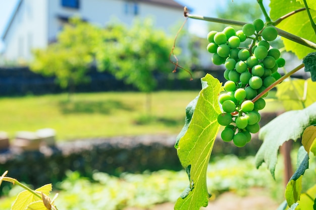 Grüne Traubenfrucht auf der Rebe. unreif