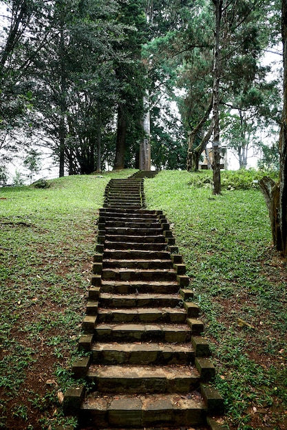 Grüne Treppe zum Hügel im Königsgarten von Peradeniya