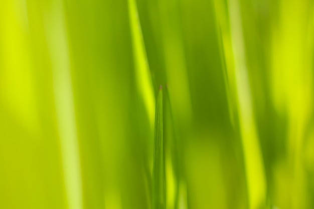 Grüne Triebe des Frühlingsgrases im warmen Sonnenstrahllicht der Hintergrundbeleuchtung, Makroobjektivschuß. Frühlings- und Sommerhintergrund.