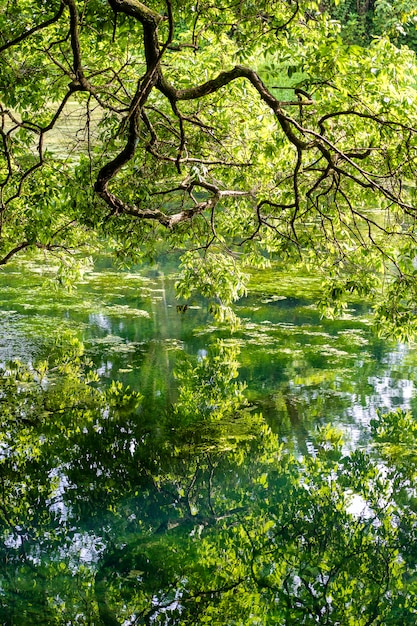 Grüne tropische Bäume auf einem See mit Reflexion, Tansania, Ostafrika