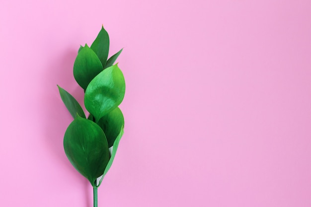 Foto grüne tropische blätter auf einem rosa hintergrund