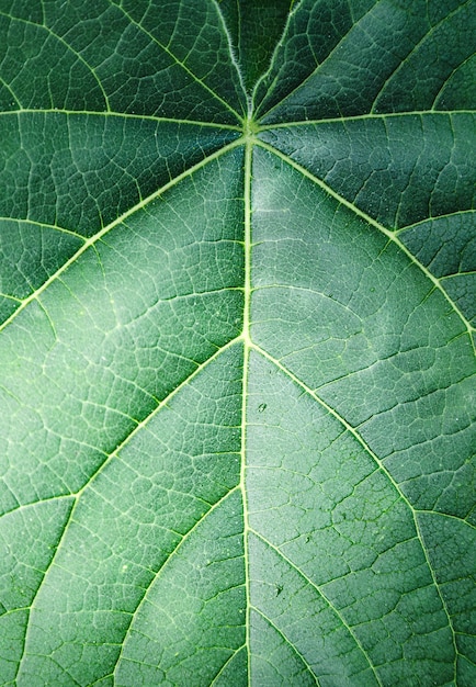 Foto grüne tropische blattbeschaffenheit nah oben abstrakter grüner natursommerhintergrund