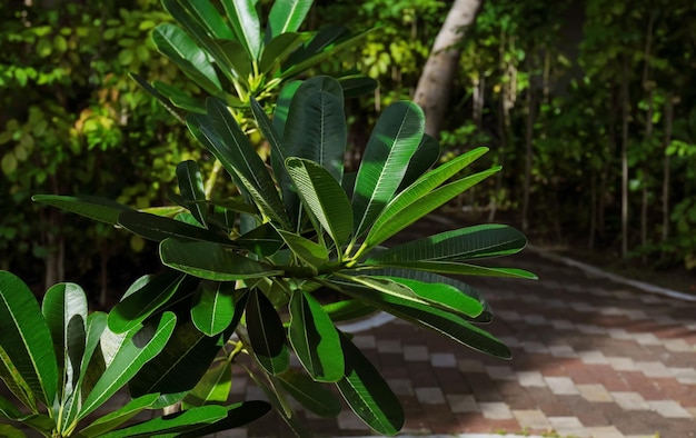 Grüne tropische Pflanze im botanischen Garten