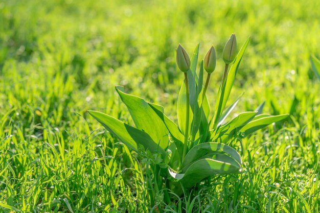 Grüne Tulpen