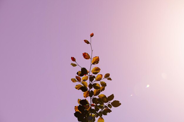 grüne und braune baumblätter im herbst rosa hintergrund