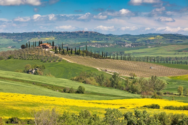 Grüne und gelbe Felder im toskanischen Val d'Orcia im Freien