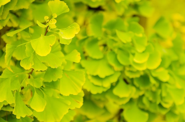 Grüne und gelbe Herbstblätter von Gingko Biloba - Heilpflanze, sonniger Hintergrund der Natur