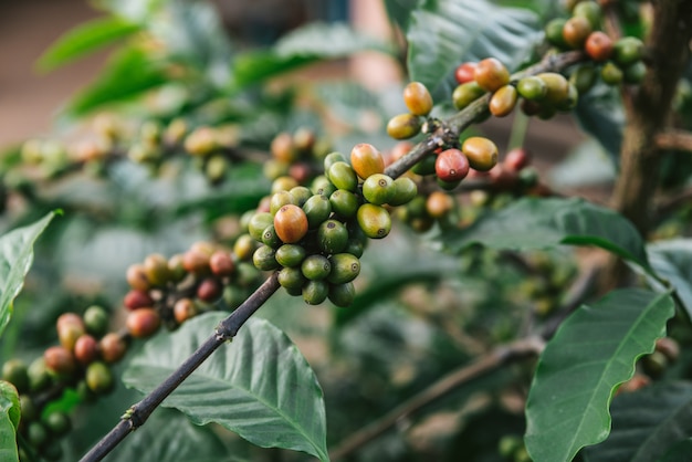 Grüne und rote ArabicaKaffeekirschen vom Kaffeebaum im Akha-Dorf von Maejantai auf dem Hügel in Chiang Mai, Thailand.