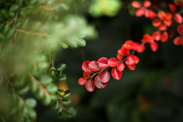 Grüne und rote Blätter des Herbstes im Herbstpark.