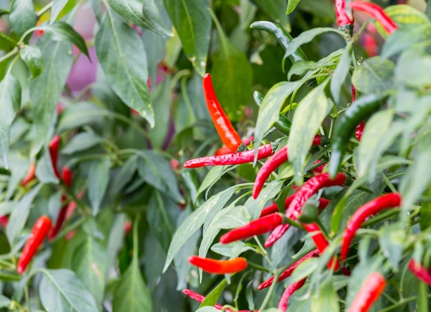 Foto grüne und rote paprika