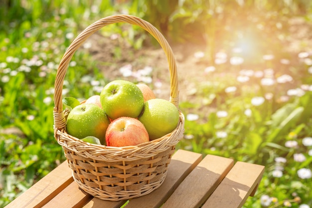 Grüne und rote Äpfel im Weidenkorb auf Holztisch Grünes Gras im Garten Erntezeit Sonneneruption