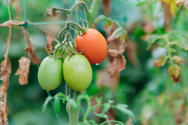 Grüne und rote Tomaten hängen an einem Ast. Betten im Garten und Gewächshaus.