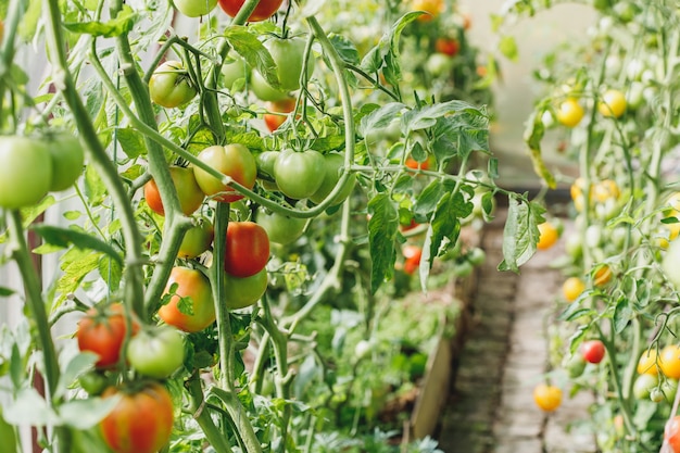 Grüne und rote Tomaten im Gewächshaus oder Gemüsegarten