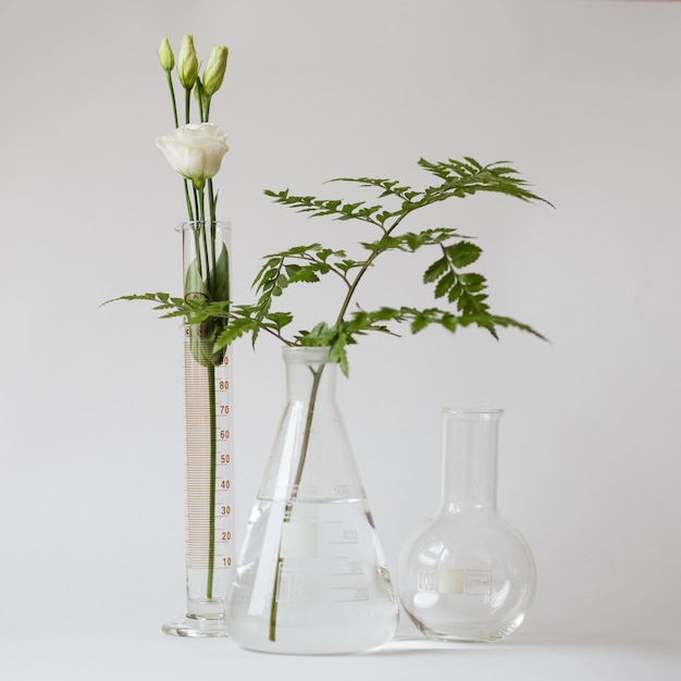 Grüne und weiße Blüten wachsen in einem Becherglas