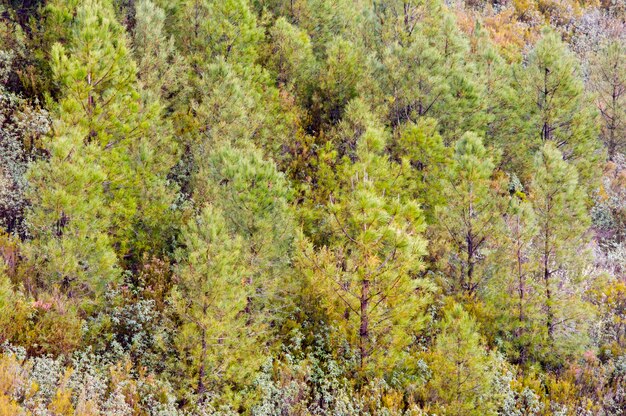 Grüne und wertvolle Bäume in einem schönen Wald