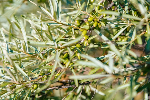 Grüne unreife Beeren auf einem Zweig