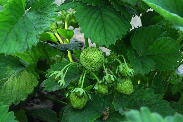 grüne unreife erdbeeren mit blumen auf einem erdbeerstrauch im garten