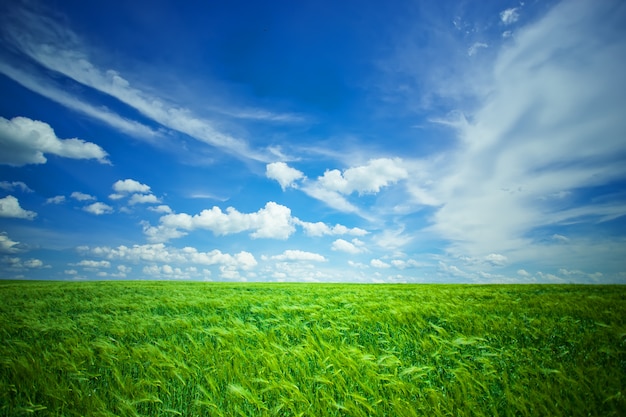 Grüne unreife Ährchen von Roggen auf dem Feld in der Natur