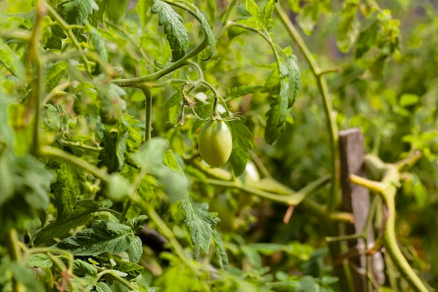 Grüne unreife Tomate