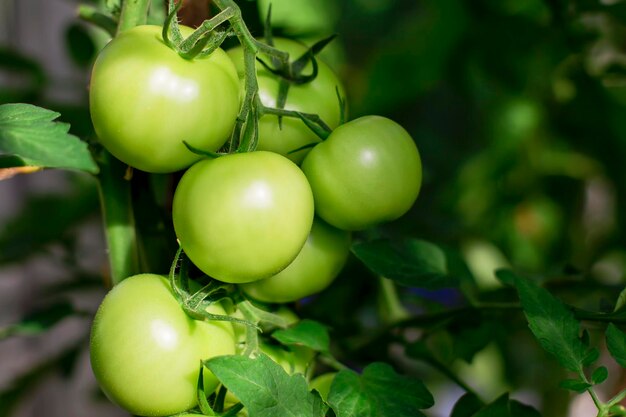 Grüne unreife Tomaten am Busch