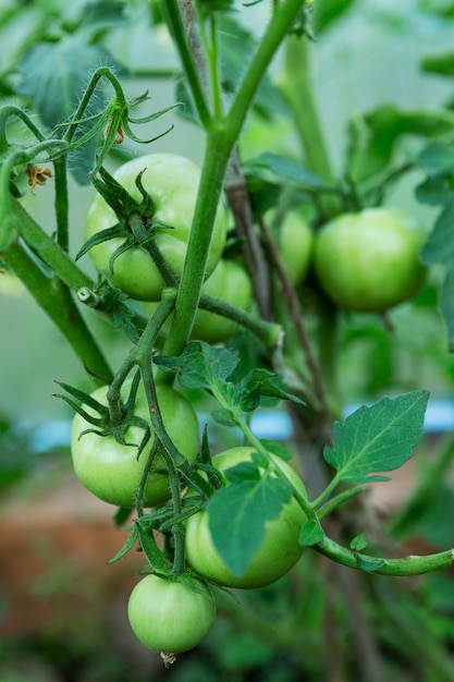 Grüne unreife Tomaten auf einem Ast. Neue Ernte. Vertikal.