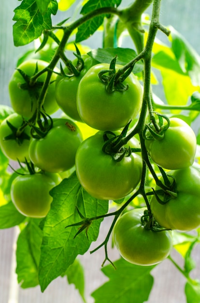 Grüne unreife Tomaten wachsen auf Büschen im Gewächshaus.