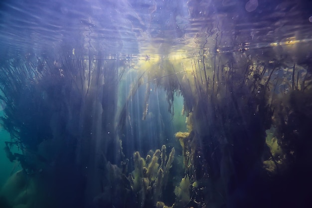 grüne Unterwasserlandschaft / Natur Unterwasserökologie See, wildes Tauchen