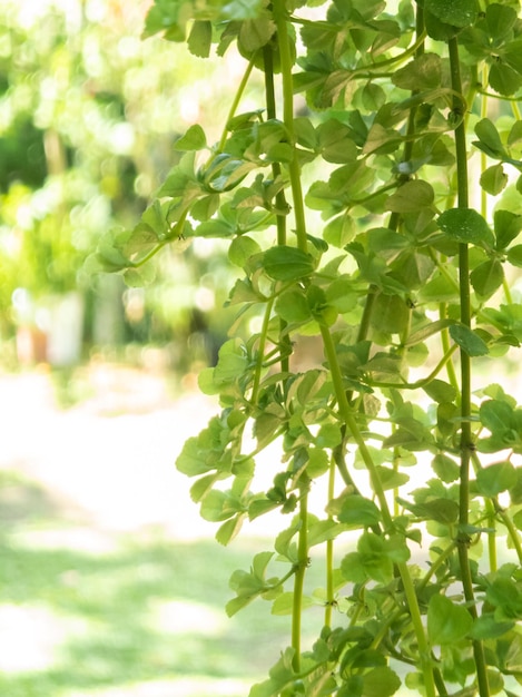 Grüne Vegetation mit unscharfem Hintergrund